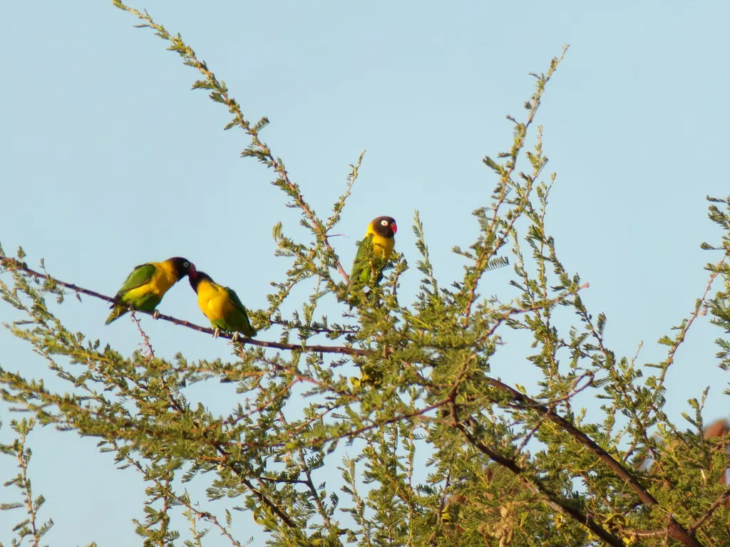 黄领牡丹鹦鹉(Agapornis personatus)
