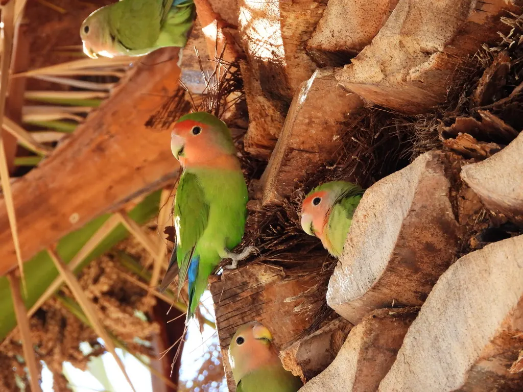 粉脸牡丹鹦鹉(Agapornis roseicollis)