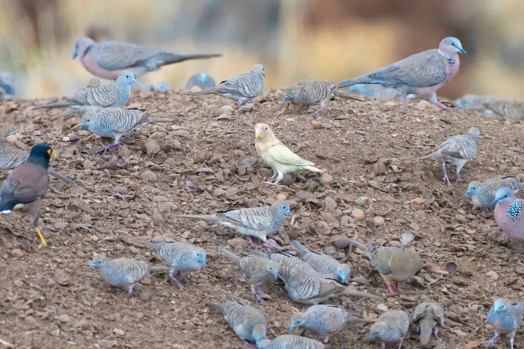 粉脸牡丹鹦鹉(Agapornis roseicollis)