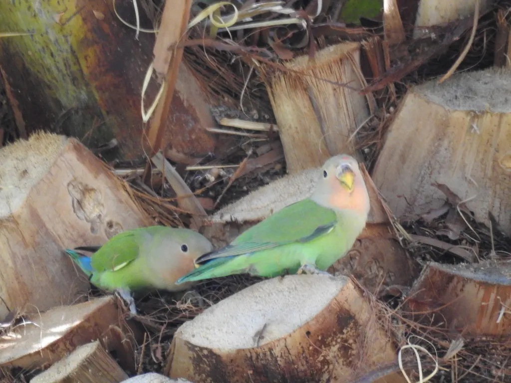 粉脸牡丹鹦鹉(Agapornis roseicollis)
