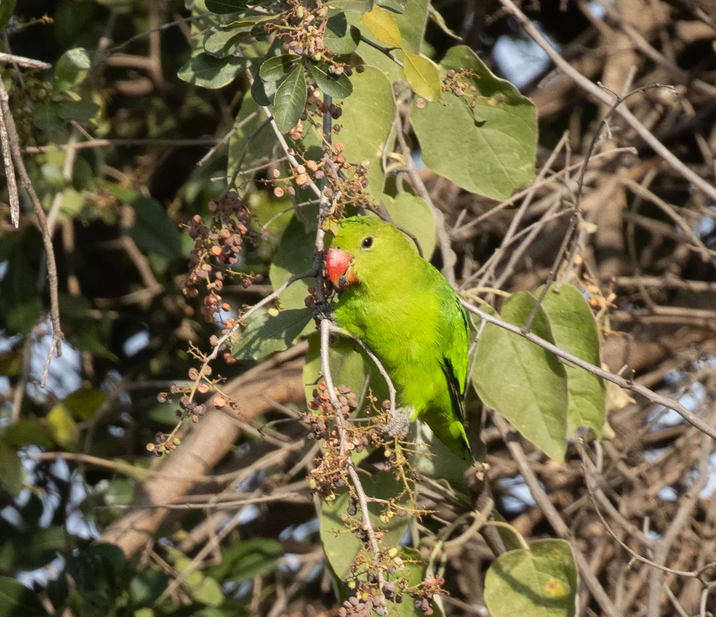 黑翅牡丹鹦鹉(Agapornis taranta)