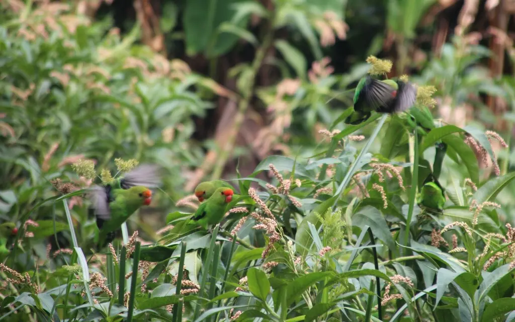 黑翅牡丹鹦鹉(Agapornis taranta)