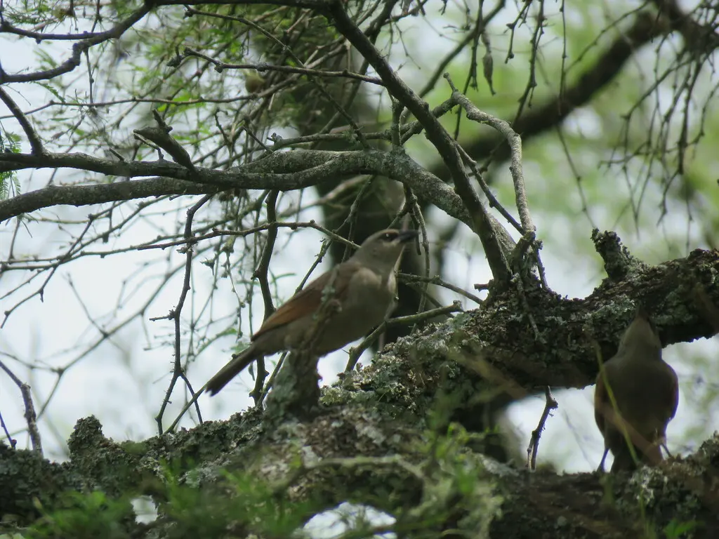 栗翅牛鹂(Agelaioides badius)