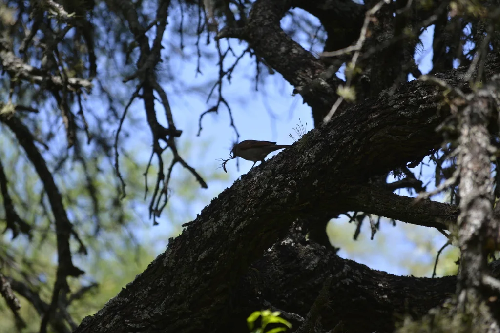 栗翅牛鹂(Agelaioides badius)