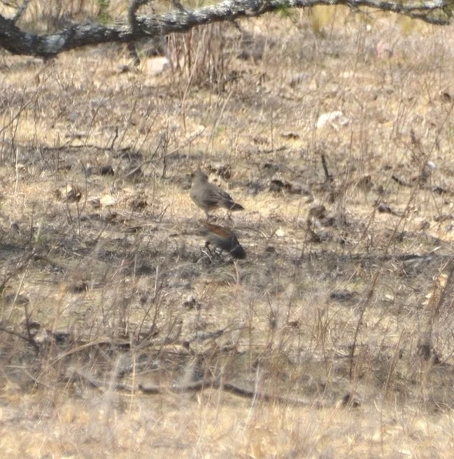 栗翅牛鹂(Agelaioides badius)