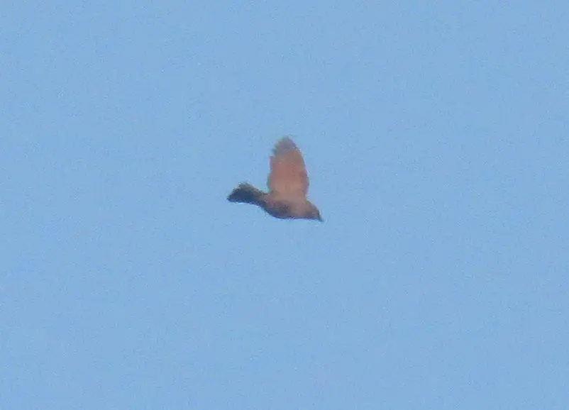 栗翅牛鹂(Agelaioides badius)