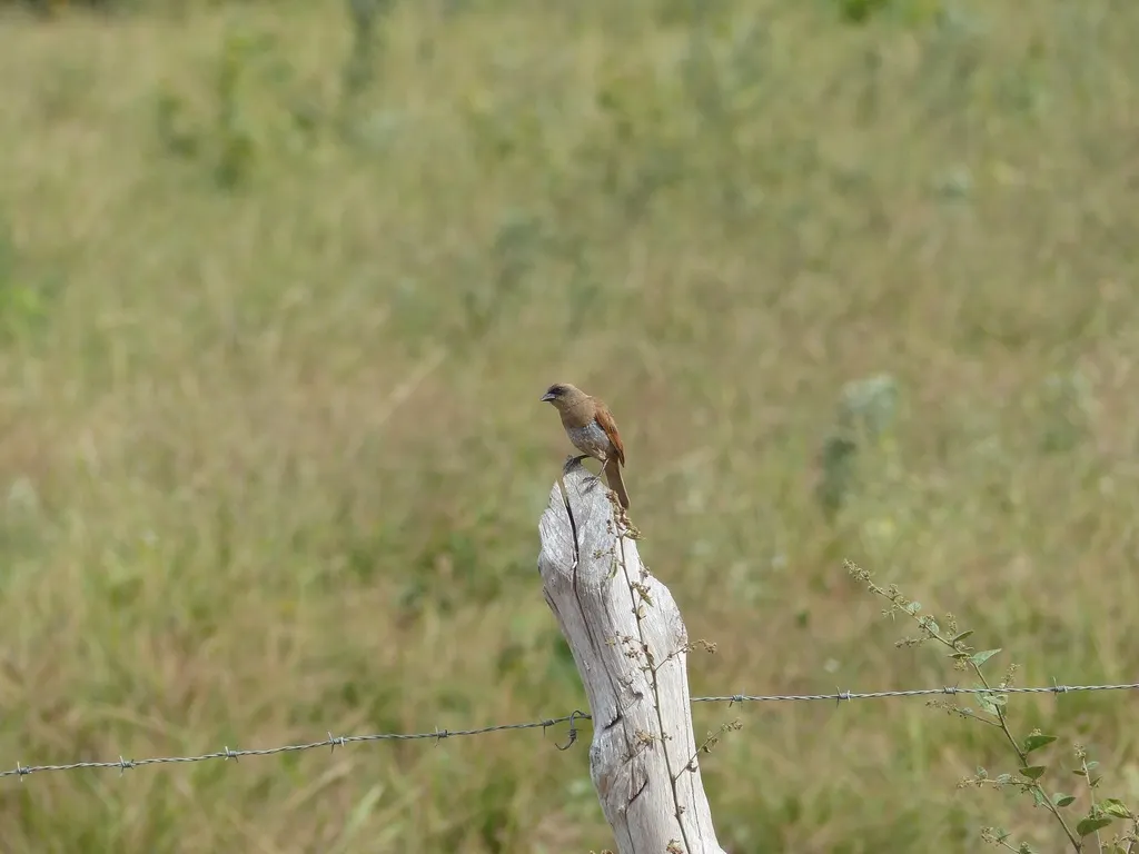 纯色栗翅牛鹂（Agelaioides fringillarius）