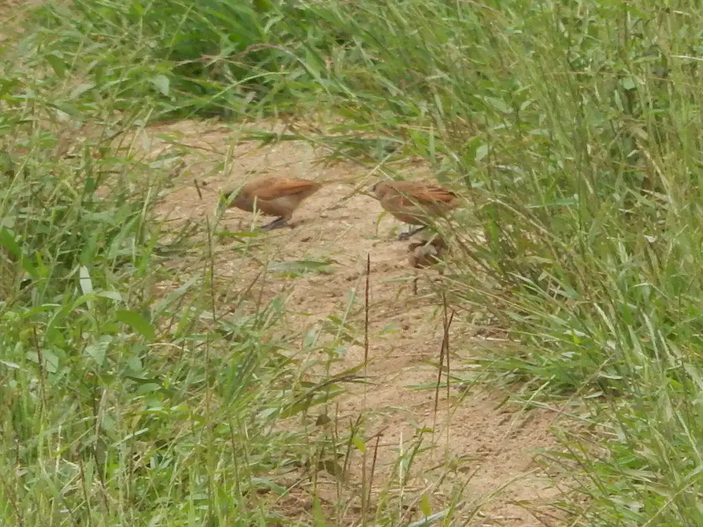 纯色栗翅牛鹂（Agelaioides fringillarius）