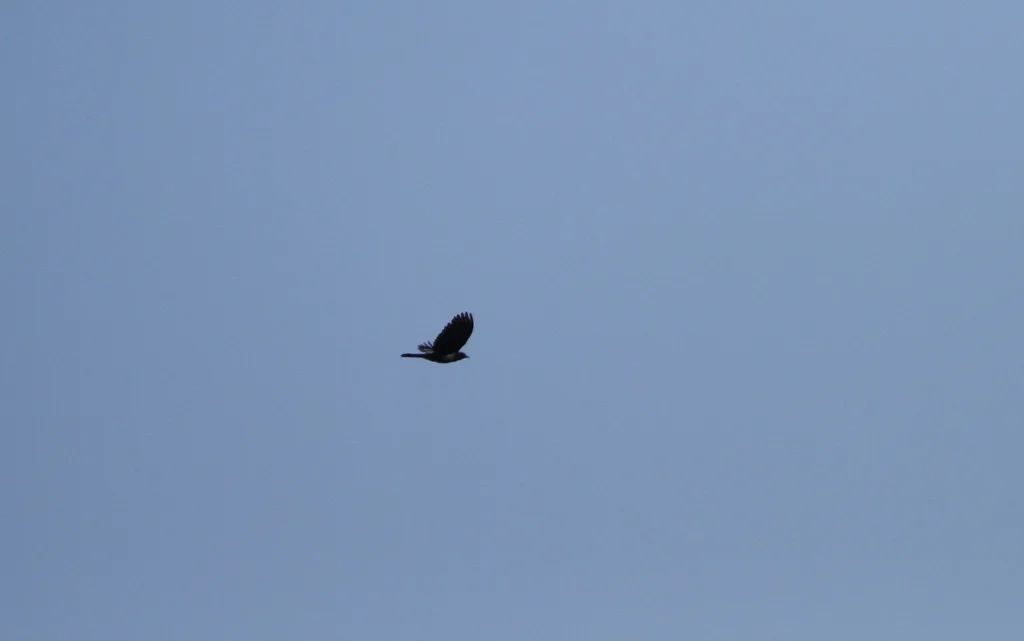 红肩黑鹂(Agelaius assimilis)