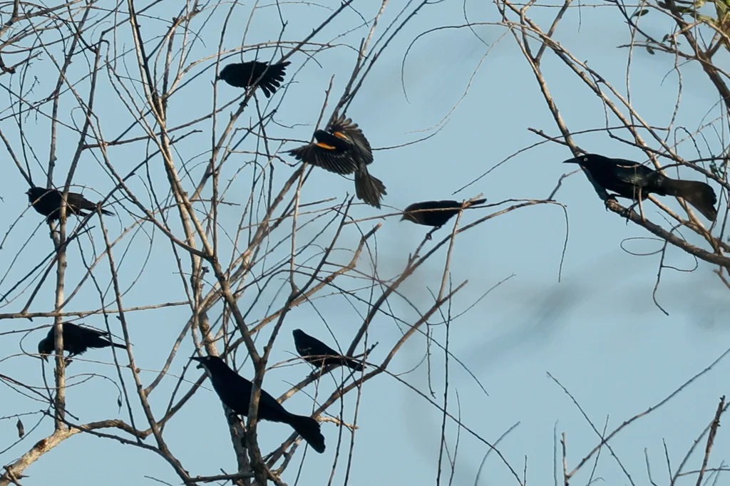 黄褐肩黑鹂（Agelaius humeralis）