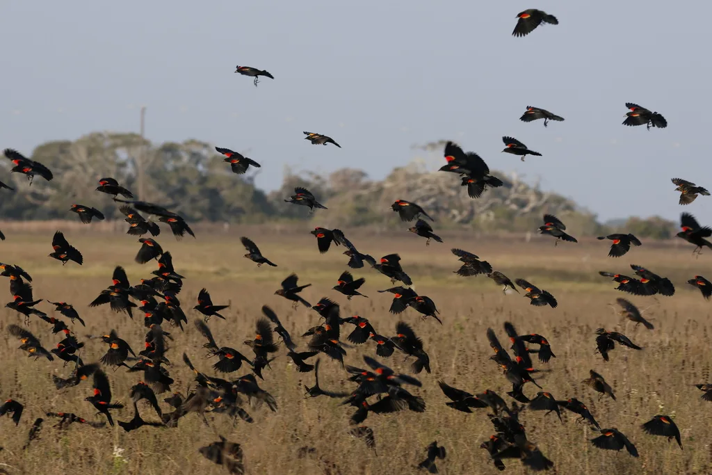 红翅黑鹂（Agelaius phoeniceus）