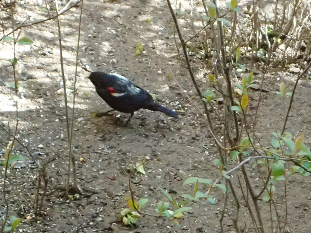 三色黑鹂(Agelaius tricolor)