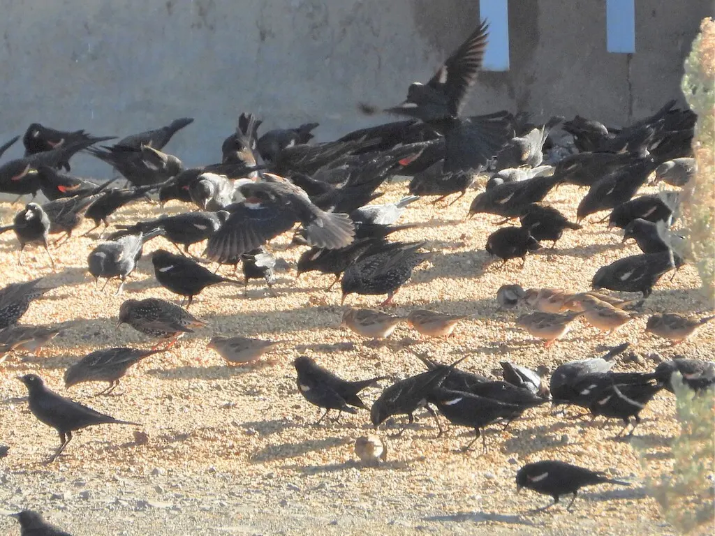 三色黑鹂(Agelaius tricolor)