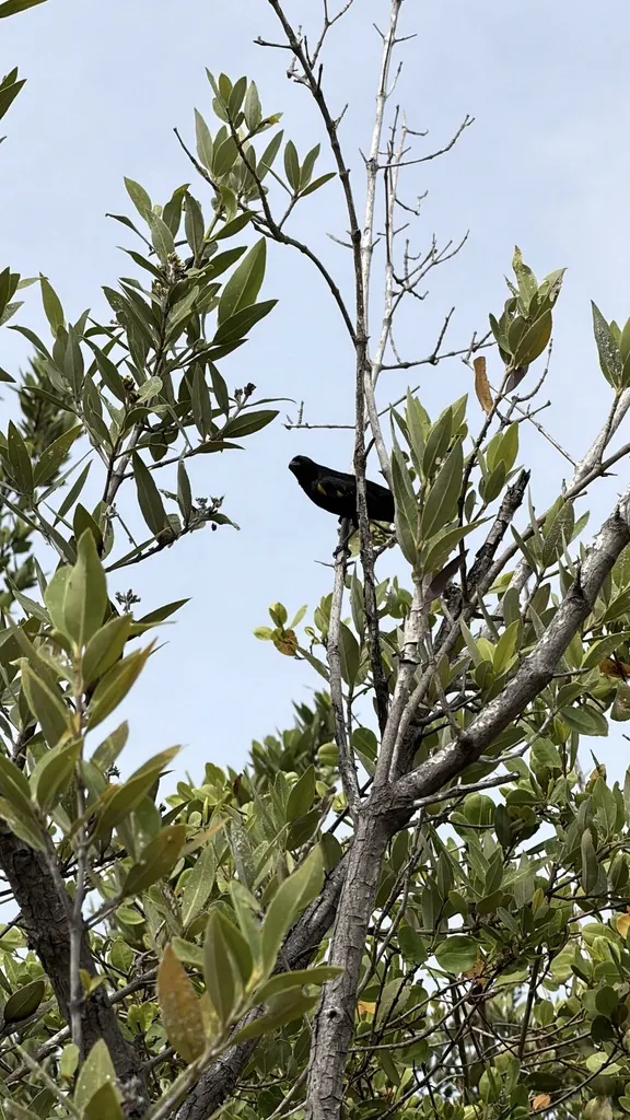 黄肩黑鹂(Agelaius xanthomus)