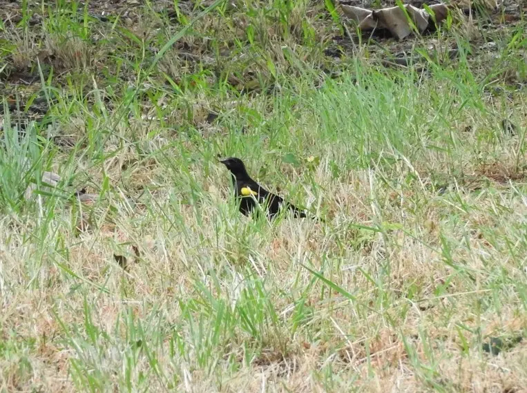黄肩黑鹂(Agelaius xanthomus)
