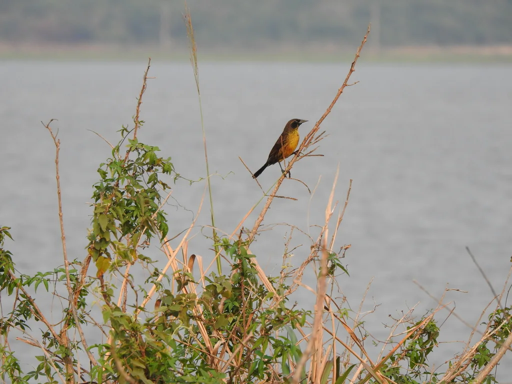 纯蓝黑鹂(Agelasticus cyanopus)
