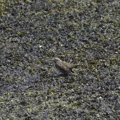 黄翅黑鹂(Agelasticus thilius)
