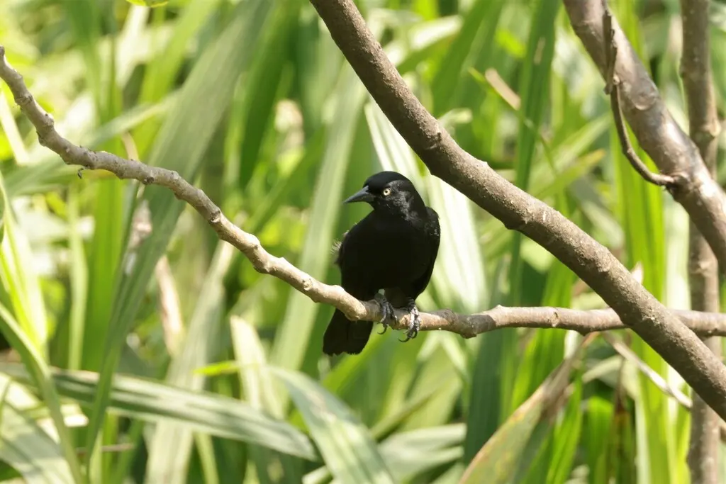 白眼黑鹂(Agelasticus xanthophthalmus)