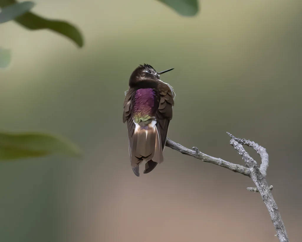 紫背闪羽蜂鸟(Aglaeactis aliciae)