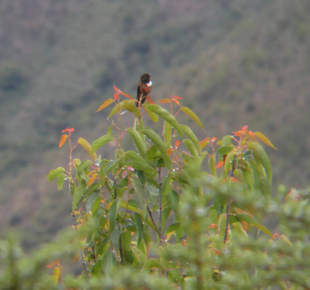 辉胸闪羽蜂鸟(Aglaeactis castelnaudii)