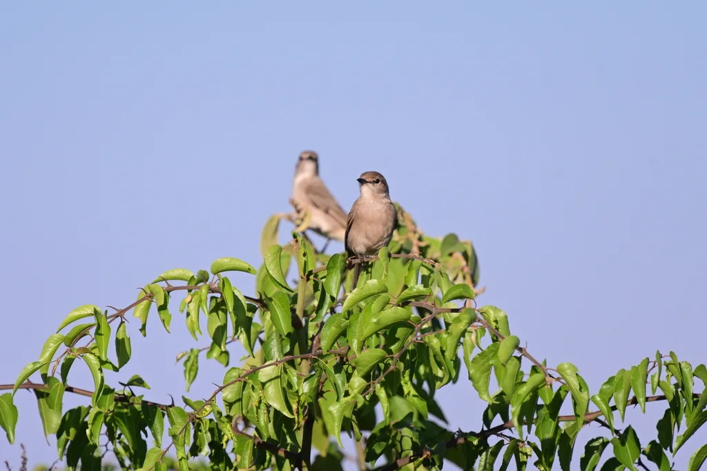 苍色鹟(Agricola pallidus)