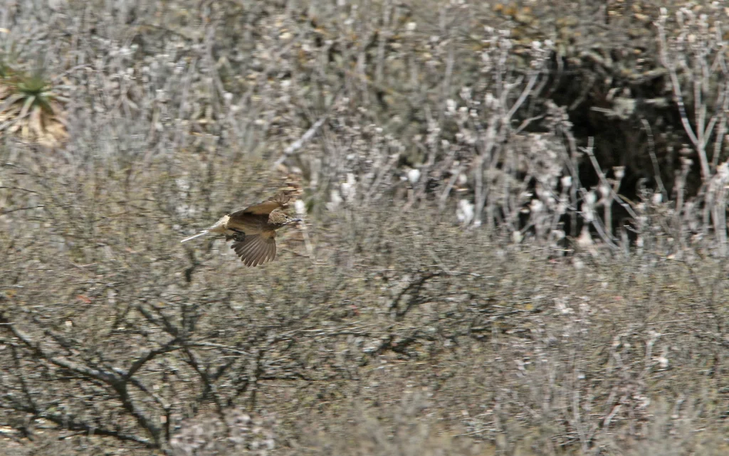 白尾鵙霸鹟(Agriornis albicauda)