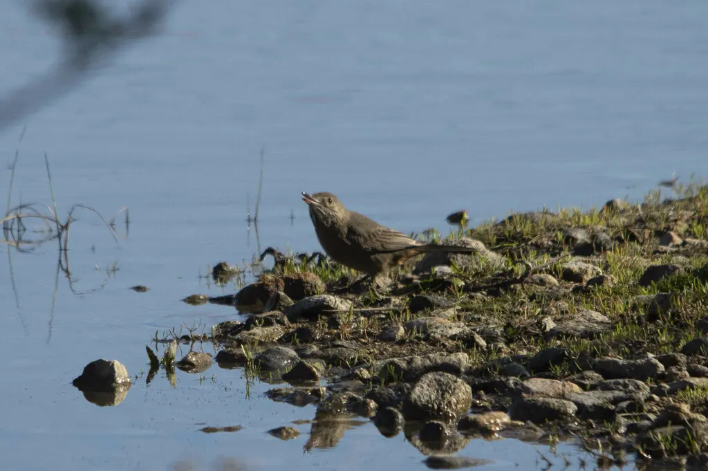 大鵙霸鹟(Agriornis lividus)