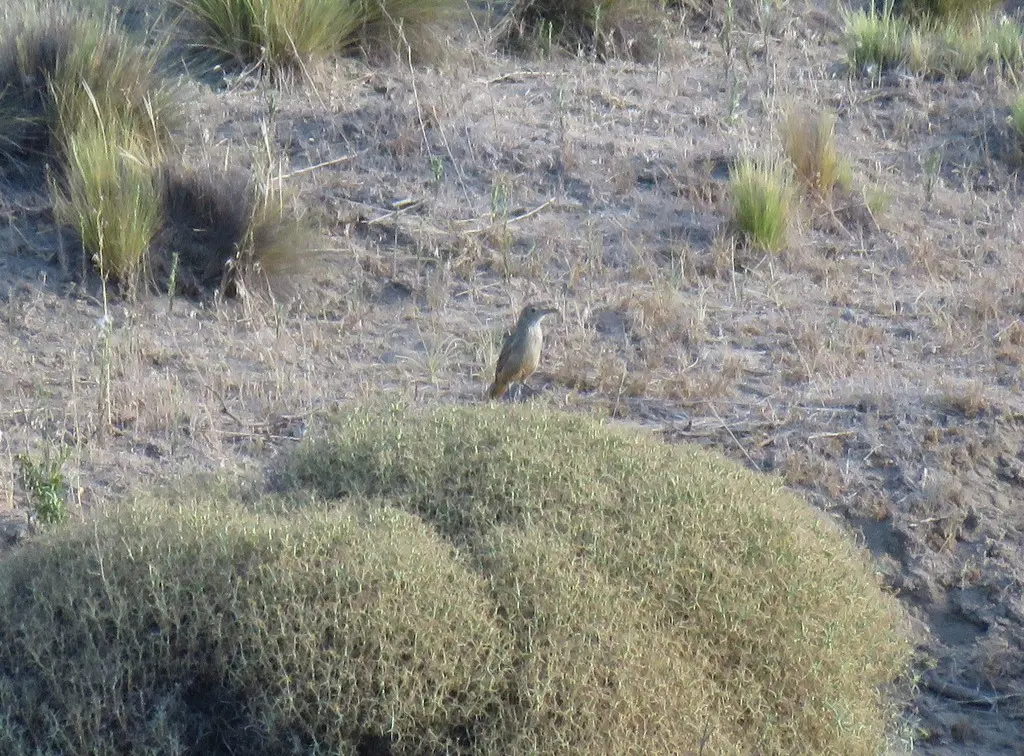 大鵙霸鹟(Agriornis lividus)