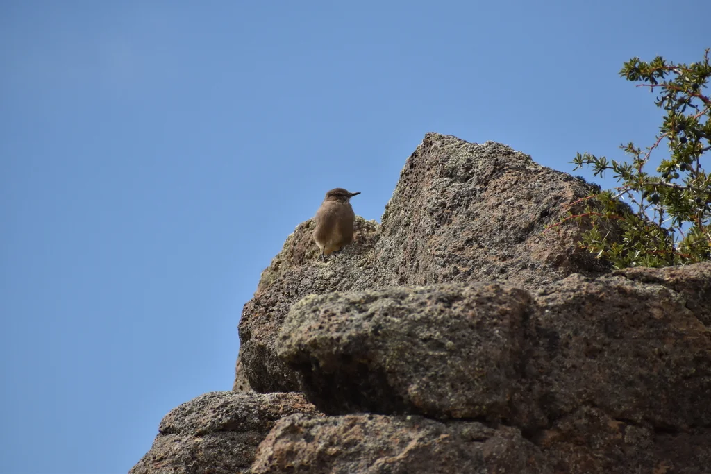黑嘴鵙霸鹟(Agriornis montanus)