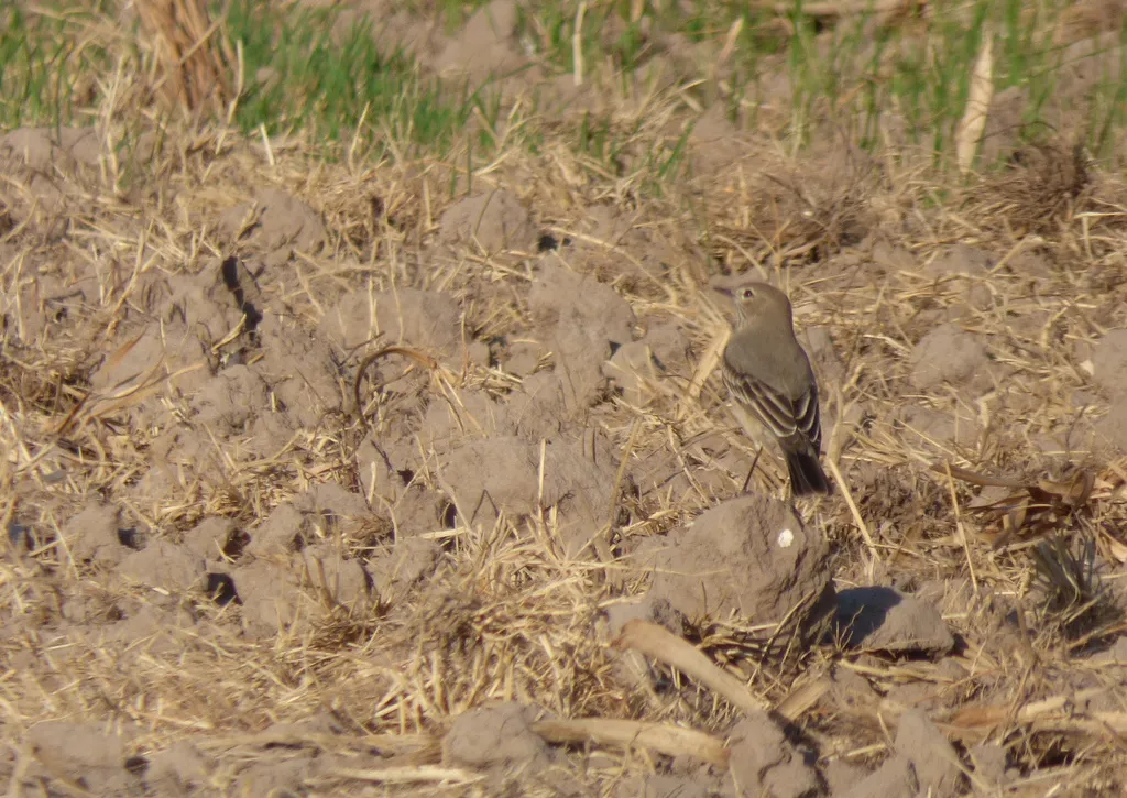 小鵙霸鹟(Agriornis murinus)
