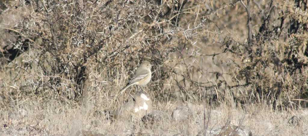 小鵙霸鹟(Agriornis murinus)