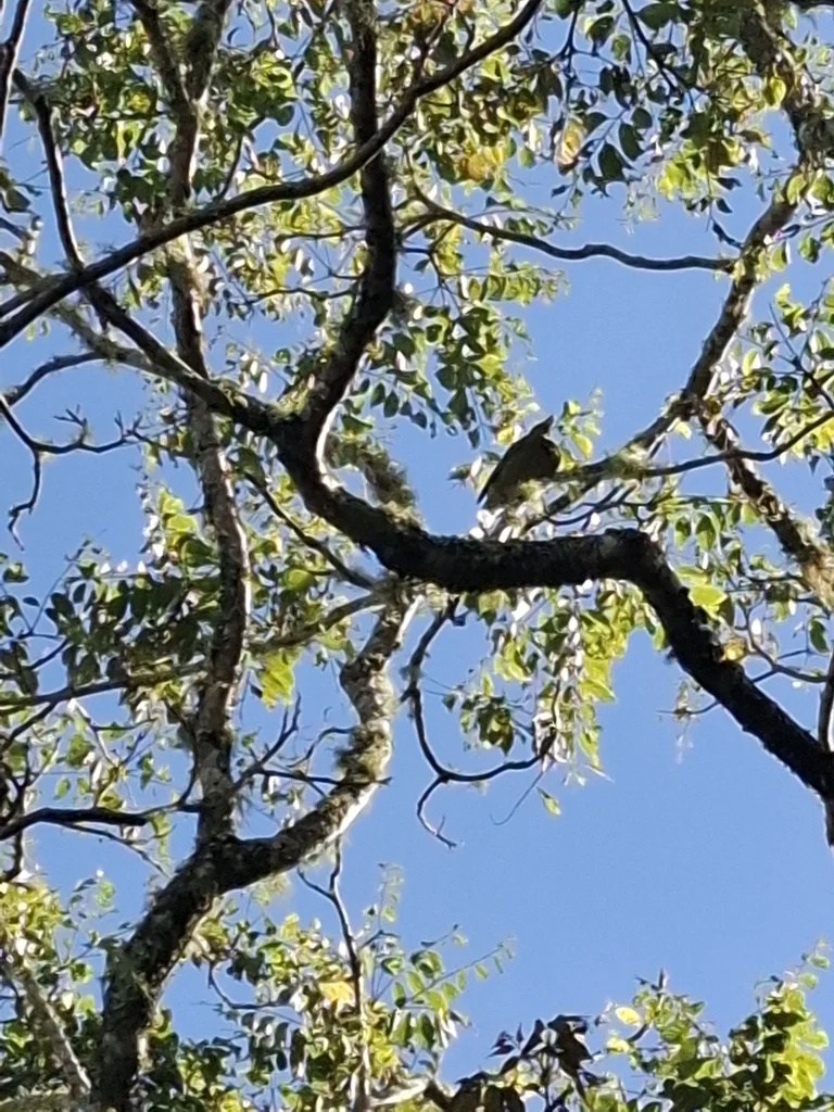 绿园丁鸟(Ailuroedus crassirostris)
