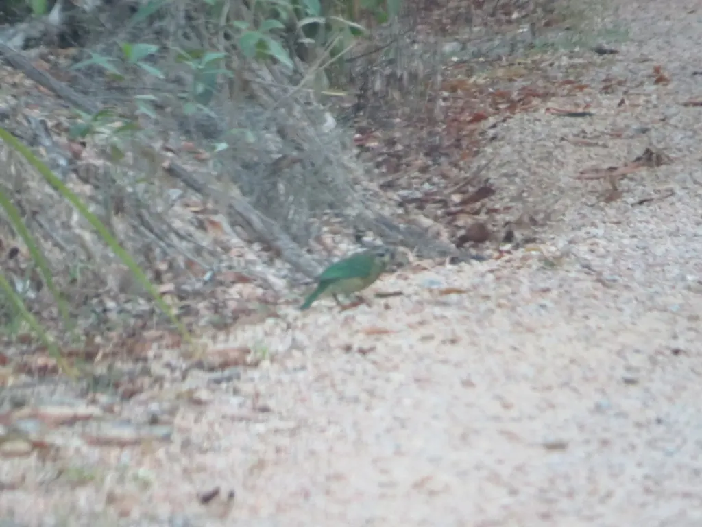 点斑园丁鸟(Ailuroedus maculosus)