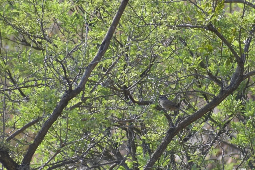 瓦哈猛雀鹀（Aimophila notosticta）