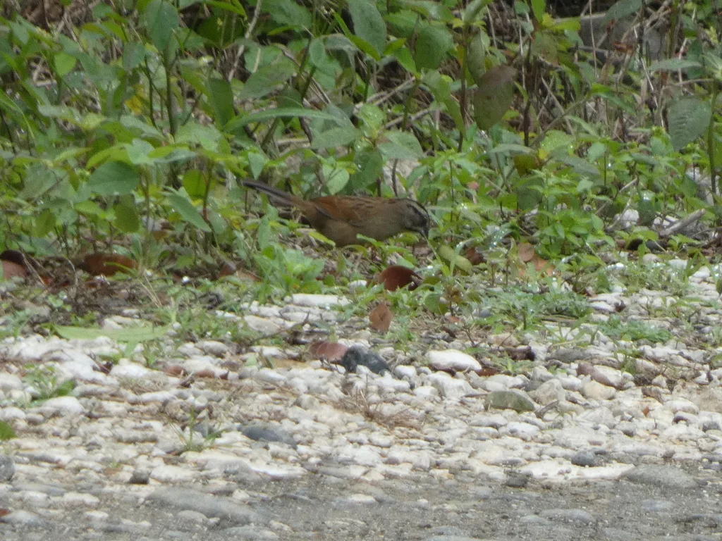 锈红猛雀鹀(Aimophila rufescens)