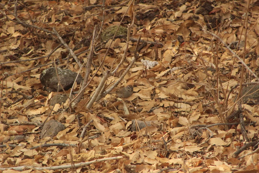 锈红猛雀鹀(Aimophila rufescens)