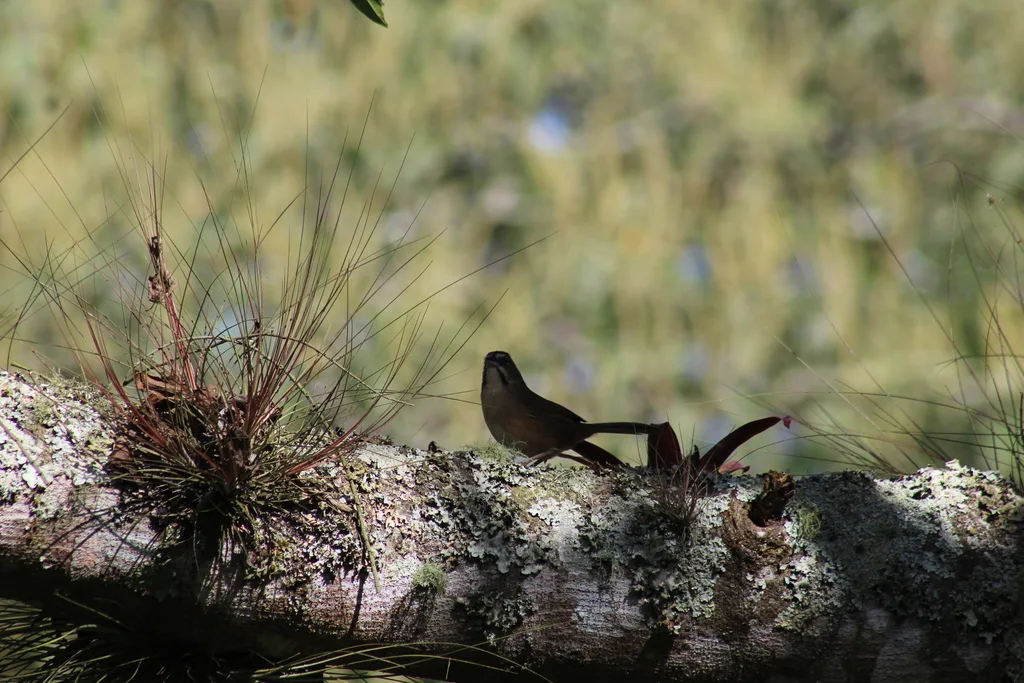 锈红猛雀鹀(Aimophila rufescens)