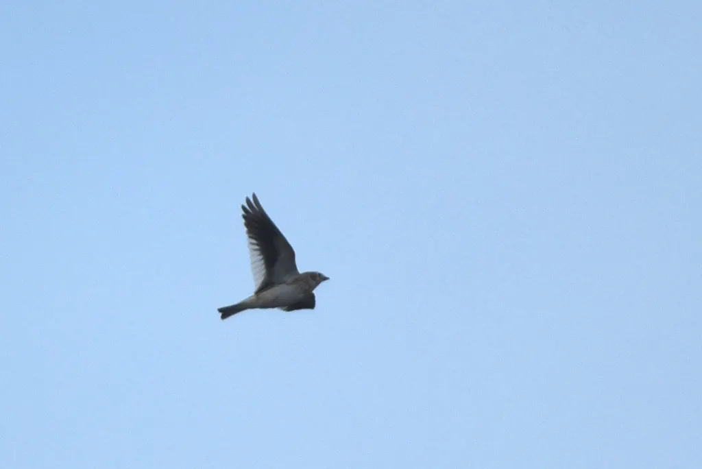 白翅云雀(Alauda leucoptera)