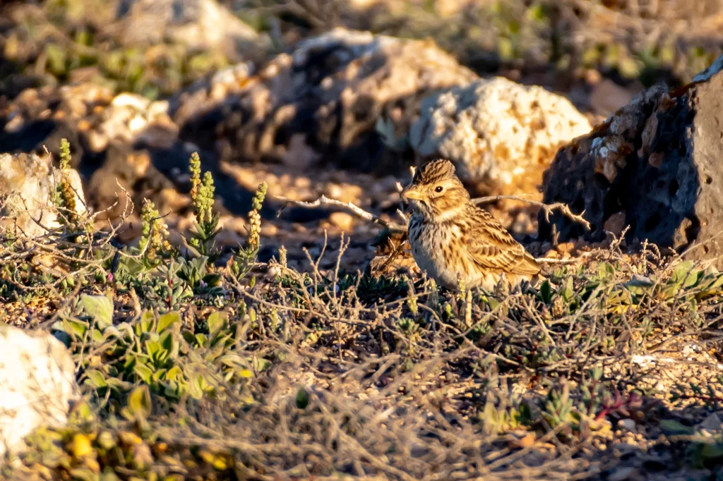 小短趾百灵（Alaudala rufescens）