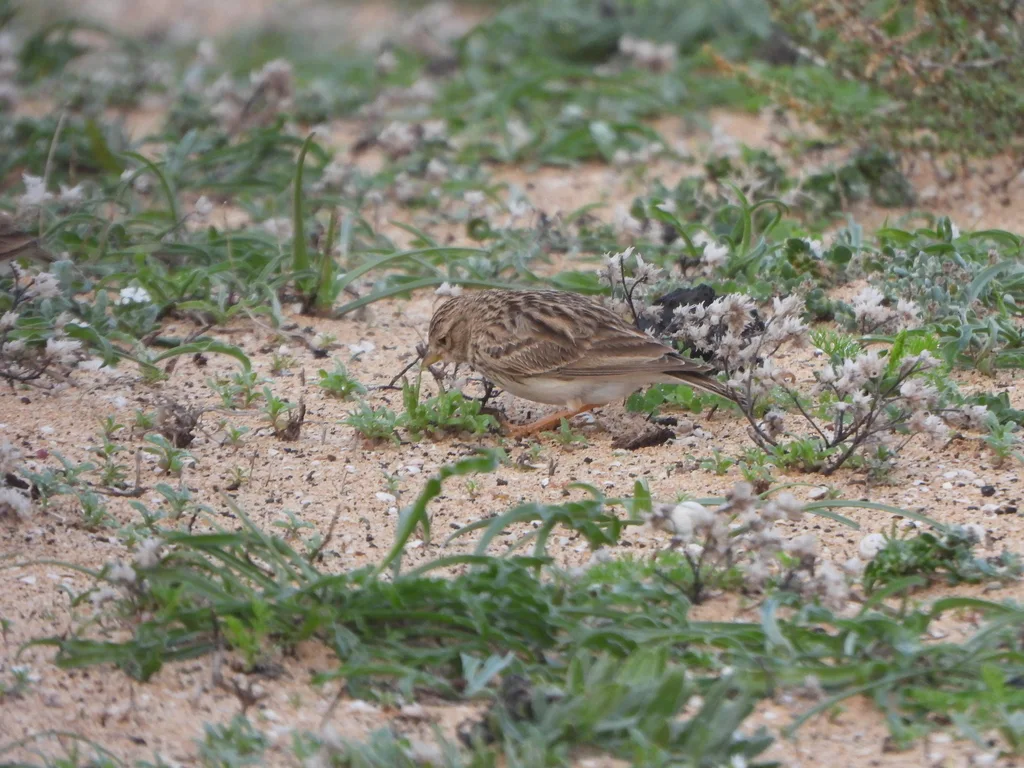 小短趾百灵（Alaudala rufescens）