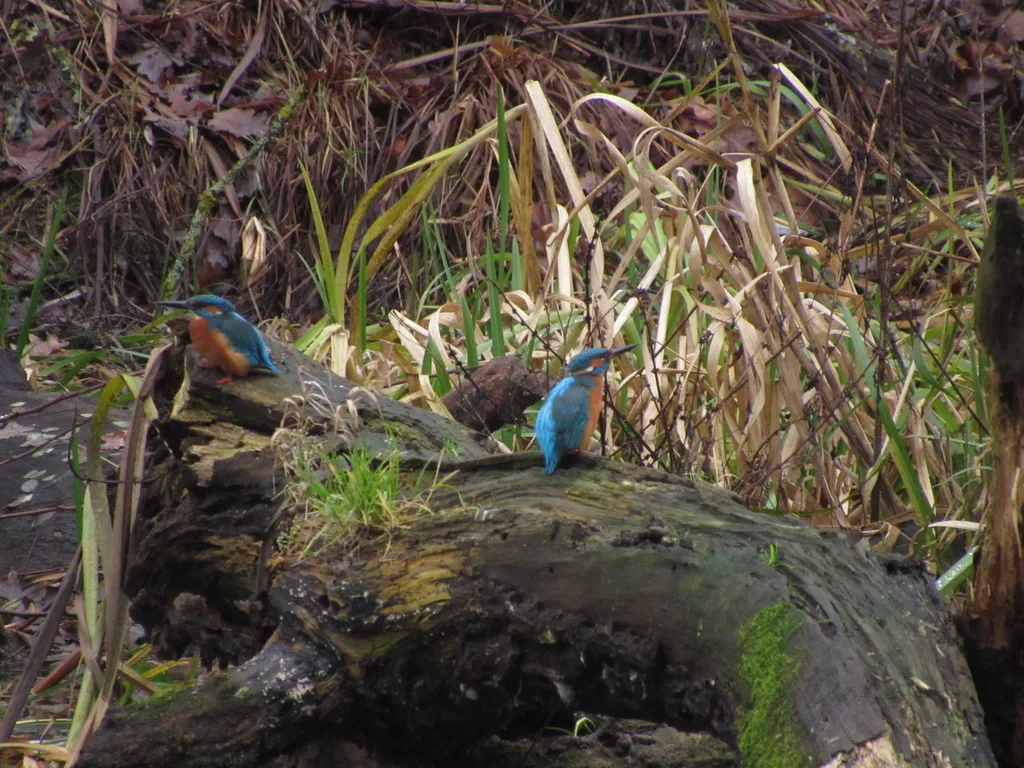 普通翠鸟(Alcedo atthis)