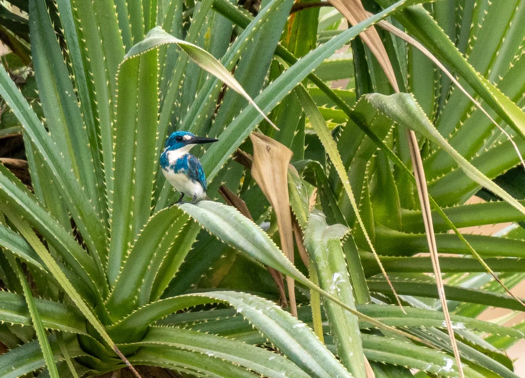 小蓝翠鸟(Alcedo coerulescens)