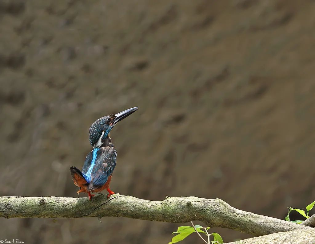 斑头大翠鸟(Alcedo hercules)