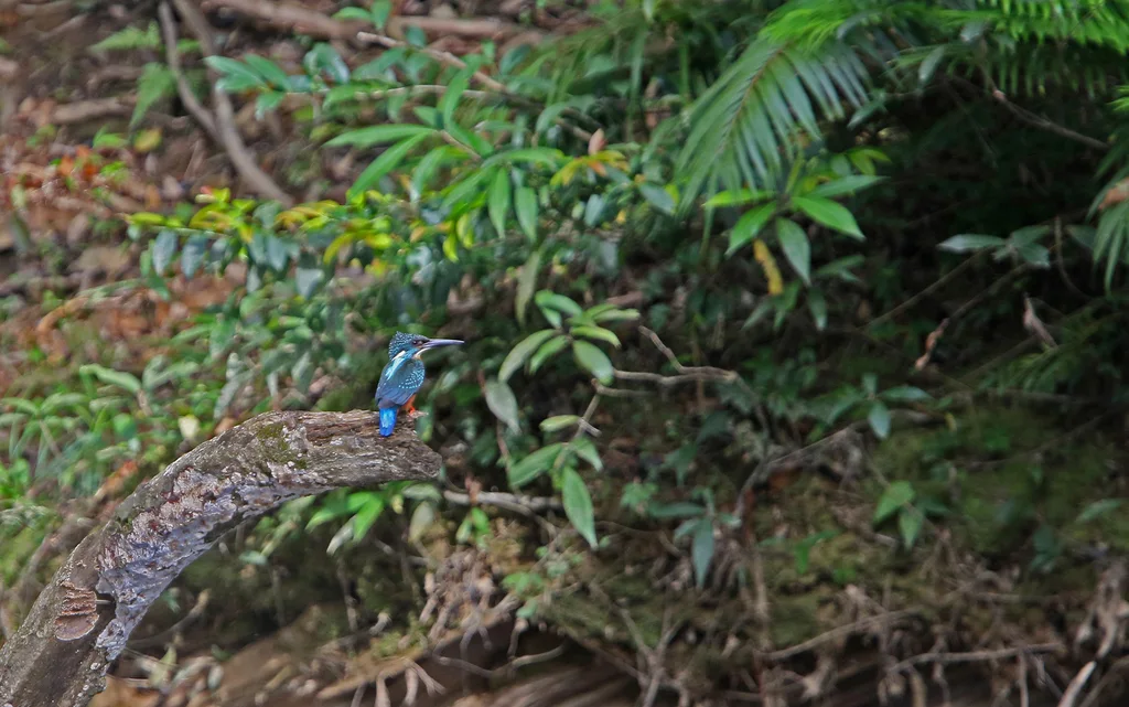 斑头大翠鸟(Alcedo hercules)