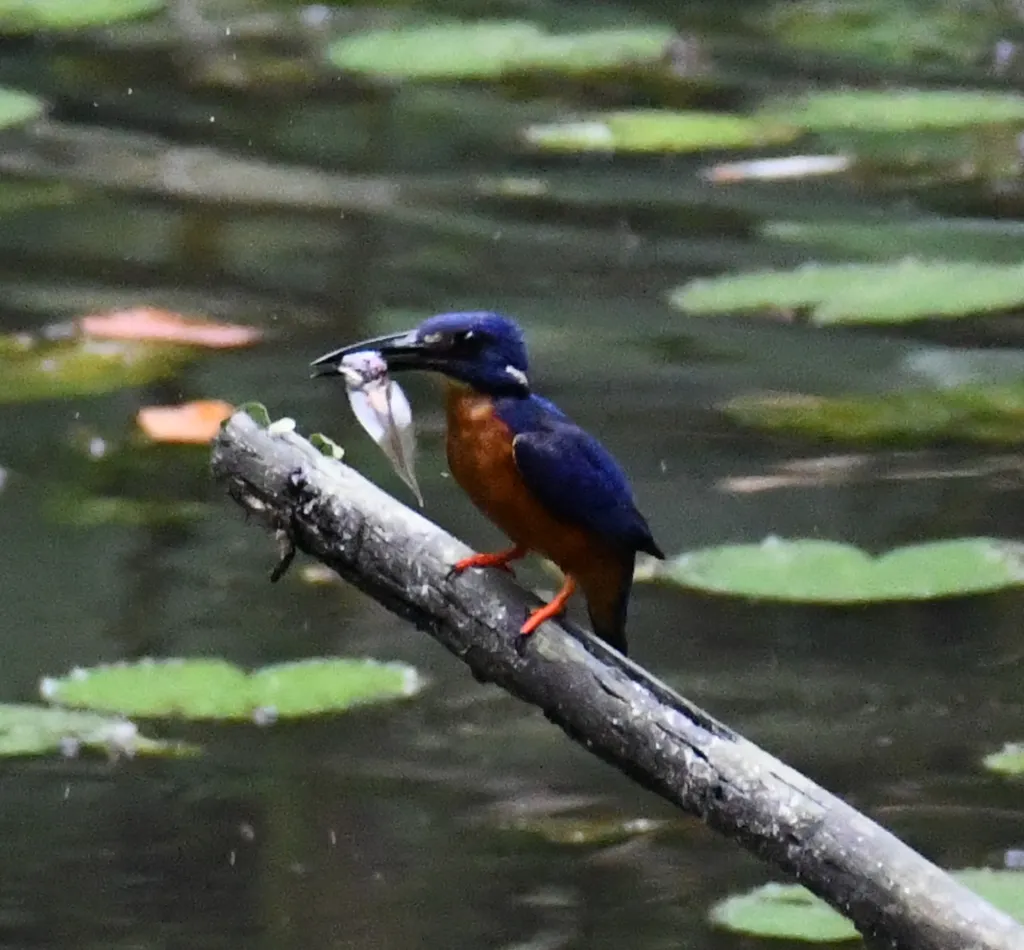 亮蓝翠鸟(Alcedo quadribrachys)