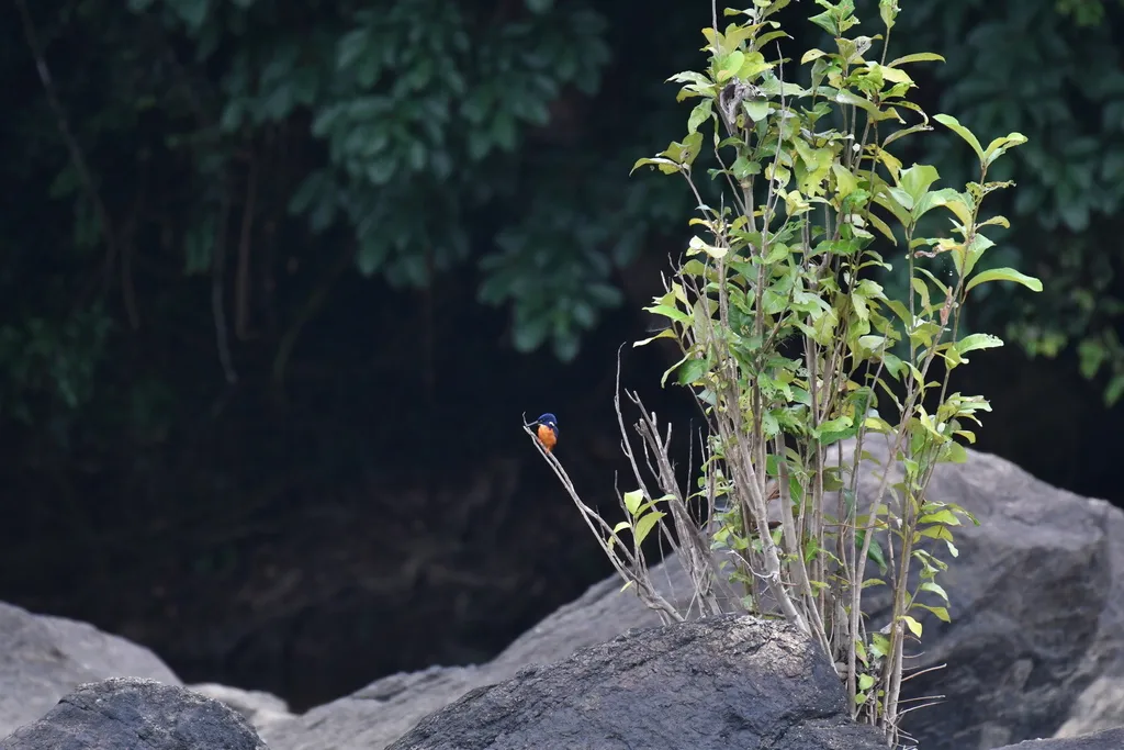 亮蓝翠鸟(Alcedo quadribrachys)