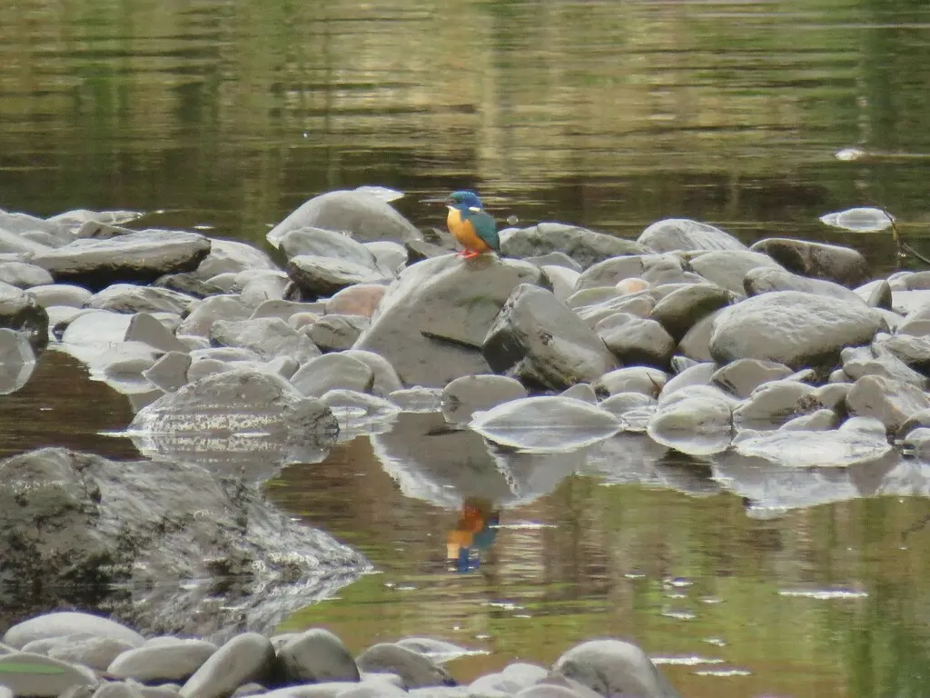 半领翠鸟(Alcedo semitorquata)
