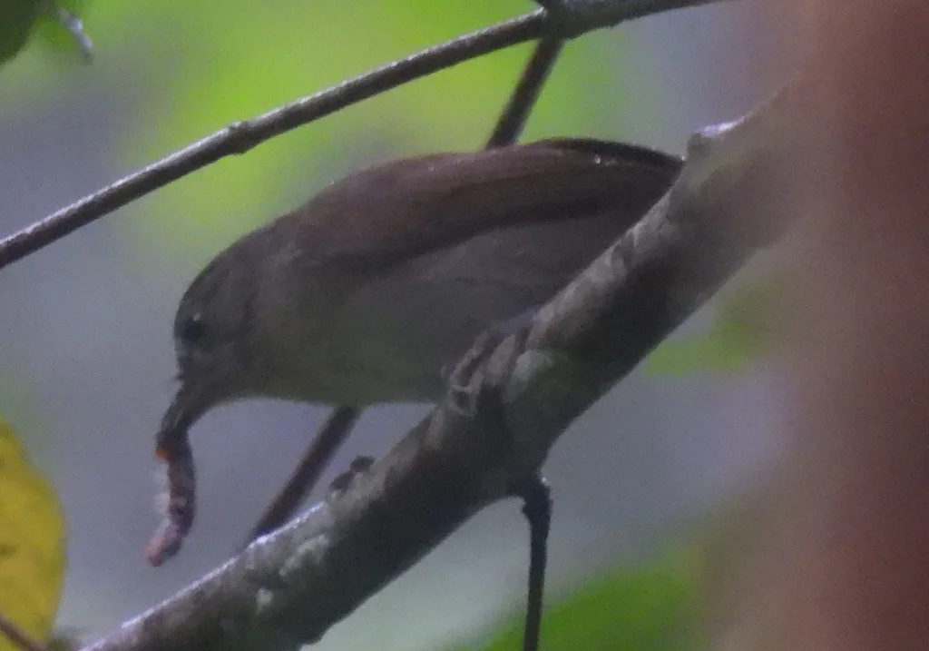 褐雀鹛(Alcippe brunneicauda)