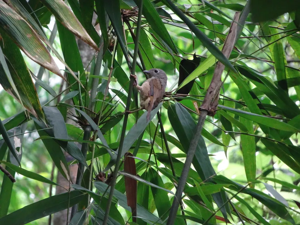 淡眉雀鹛(Alcippe hueti)