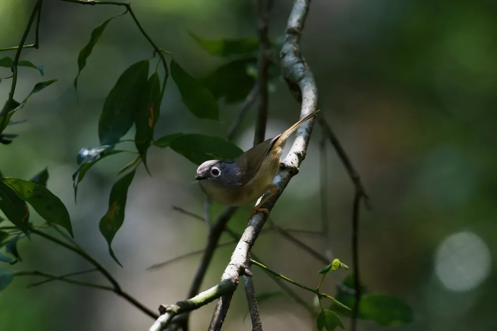 台湾雀鹛(Alcippe morrisonia)